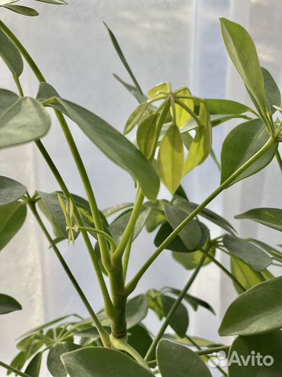 Шиффлера вариегатная