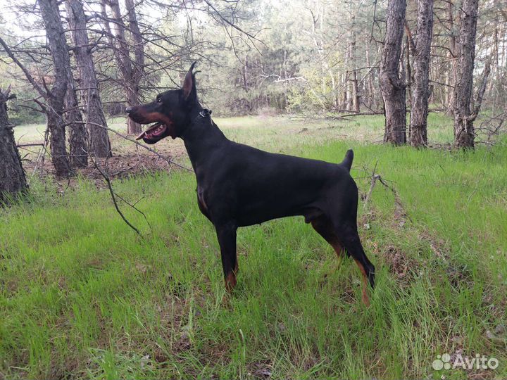 Доберман вязка