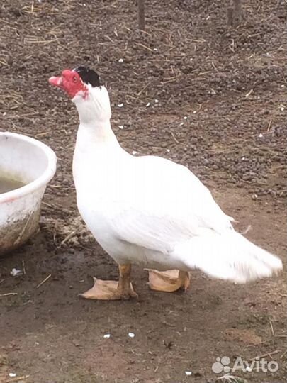 Селезень молодой