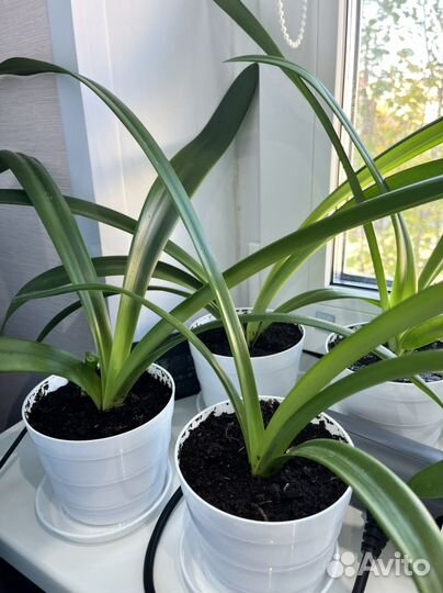 Гиппеаструм