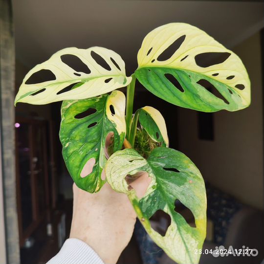 Монстера Адансона вариегатная (желтая)