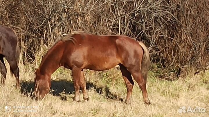 Продам коней