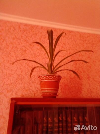 Хлорофитум