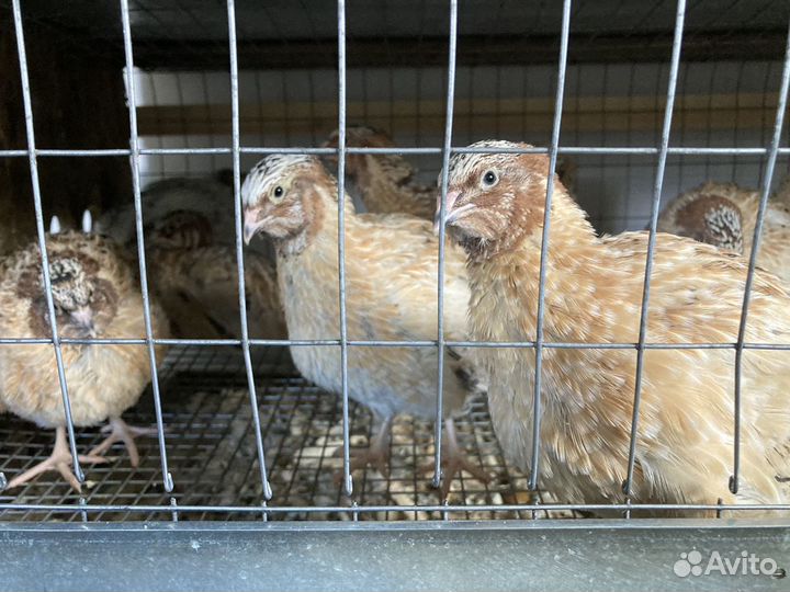 Самцы перепелов породы Феникс золотистый