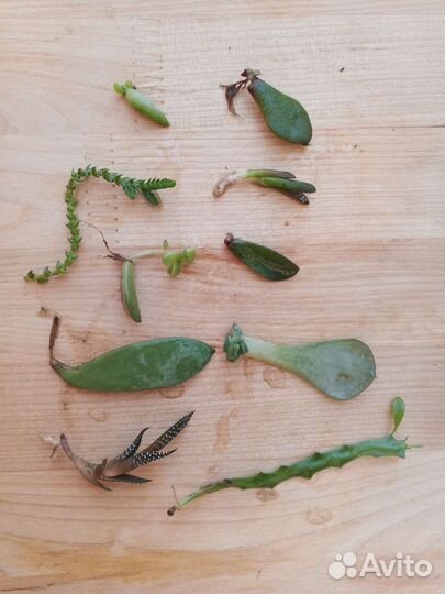 Суккуленты набор