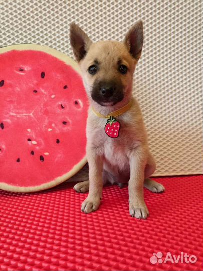 Щенок в добрые руки