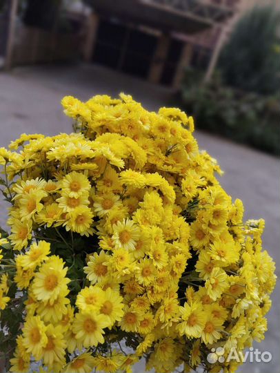 Хризантема мультифлора