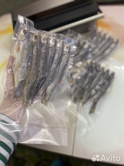 Северная рыба