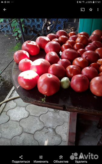 Рассада помидор