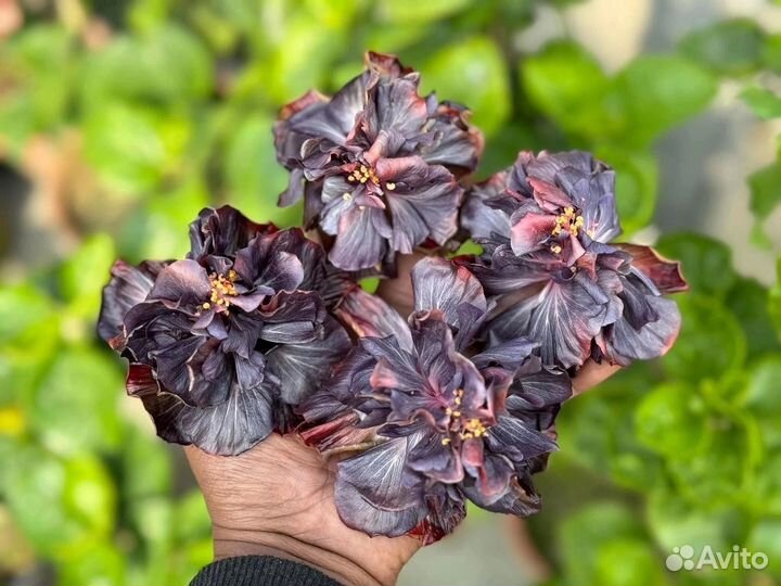 Сортовые гибискусы