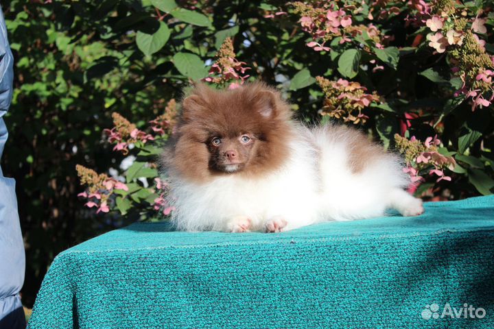 Мальчик шпица