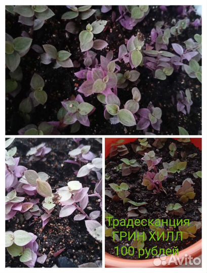 Традесканция Грин Хилл