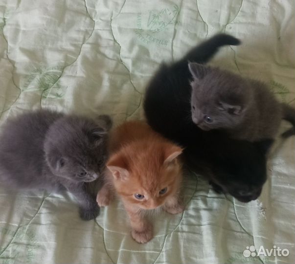 Котята от шотландской кошки