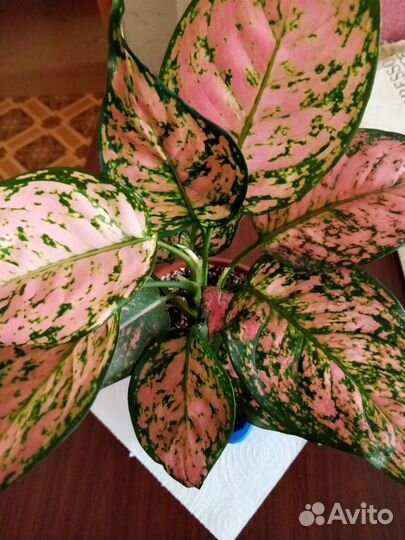 Комнатное растение, аглаонема