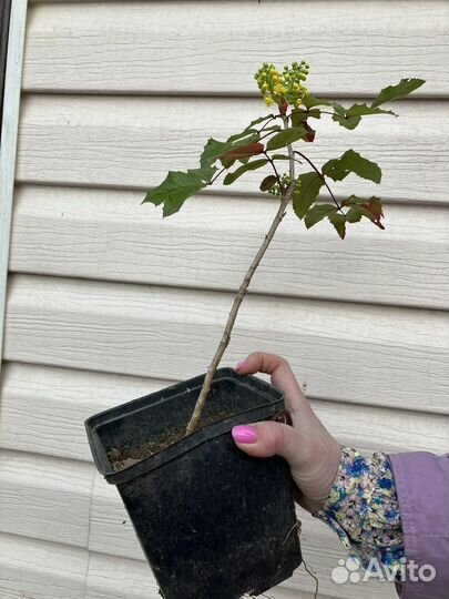 Магония падуболистная