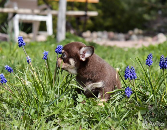 Кукольные малыши