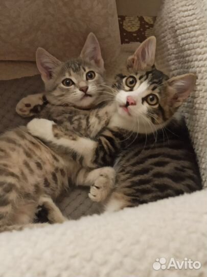 Котята