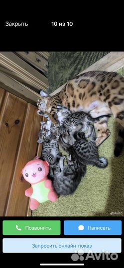 Бенгальский котенок девочка