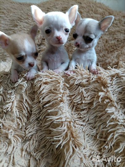 Щенки чихуахуа