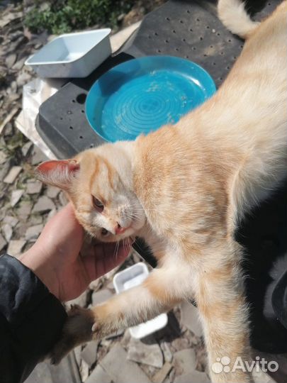 Кот в добрые руки