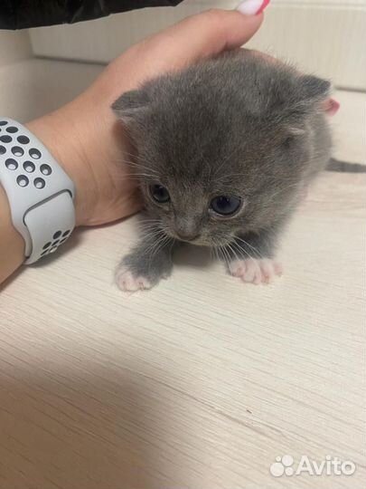 Шотландские котята