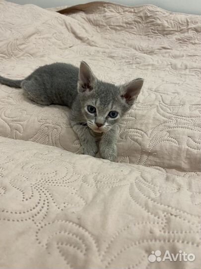 Котёнок Сфинкс браш