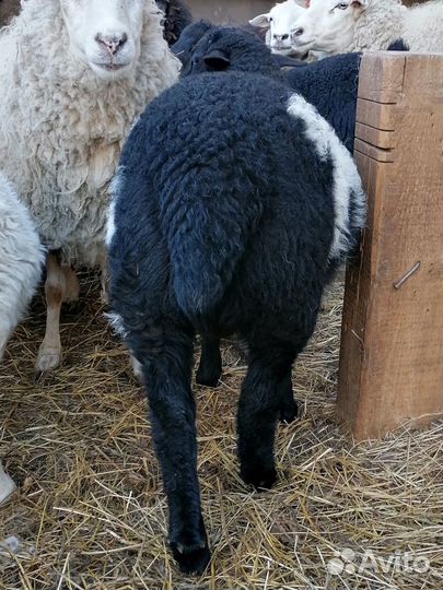 Баранчики помесные от дорпера