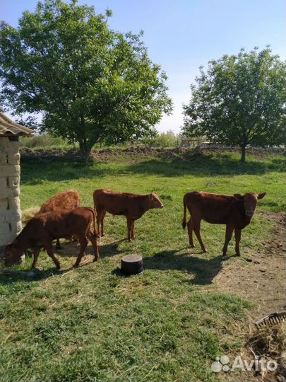 Коровы и телки