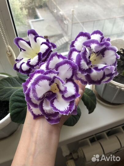 Сортовая глоксиния