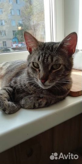 Кот