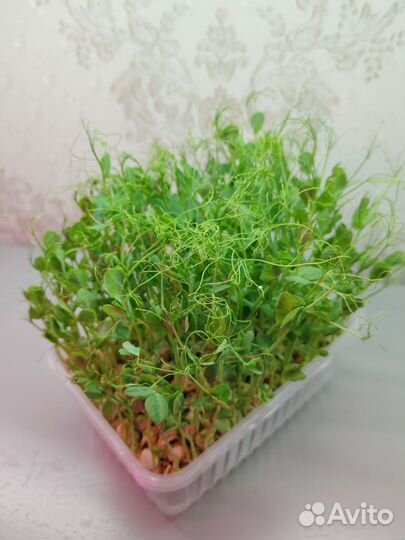 Микрозелень