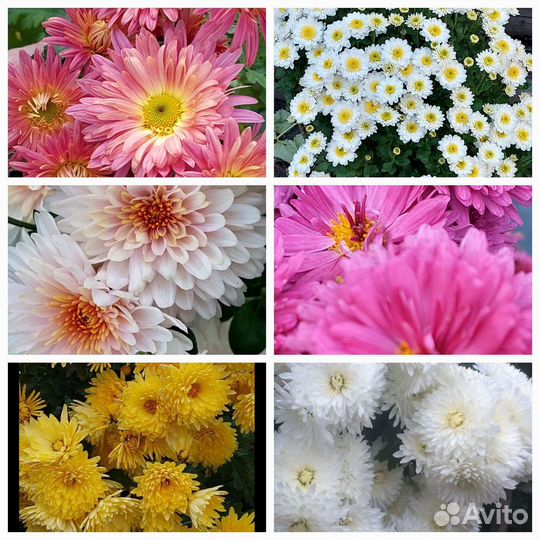 Хризантема в саду