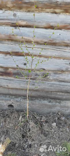 Береза растение