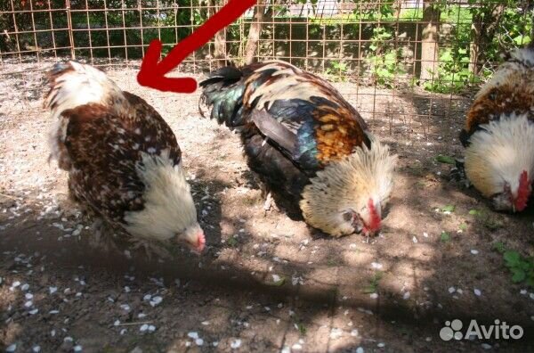 Фавероль петухи
