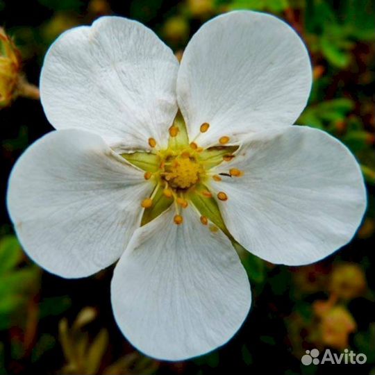 Лапчатка Абботсвуд