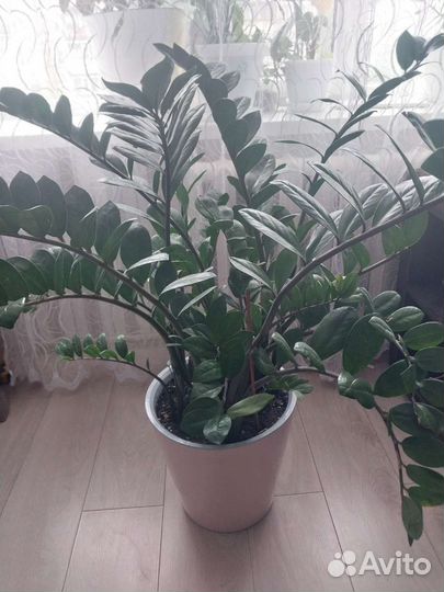 Замиокулькас. Денежное дерево