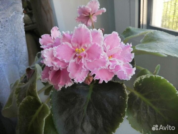 Набор деток фиалок