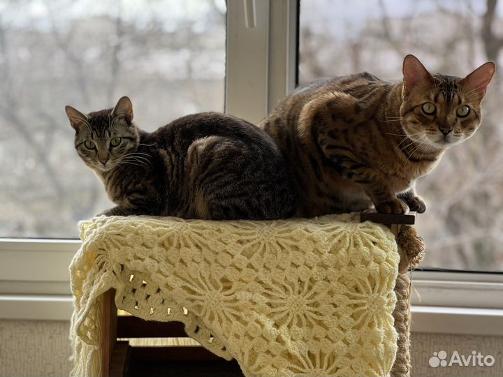 Котята в добрые руки (мальчики)