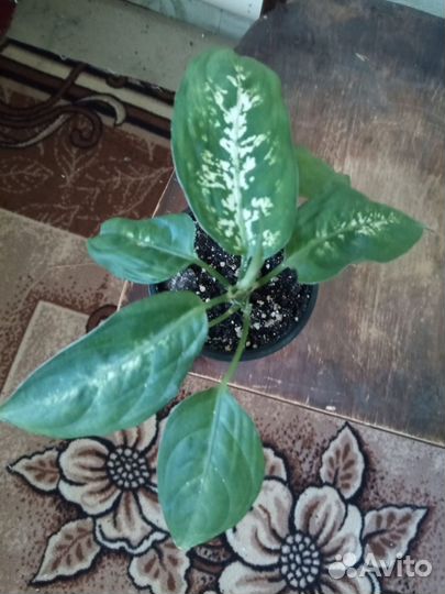 Диффенбахия Пестрая