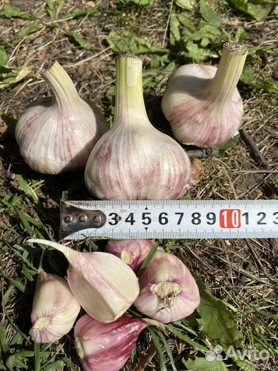 Чеснок на посадку Любаша