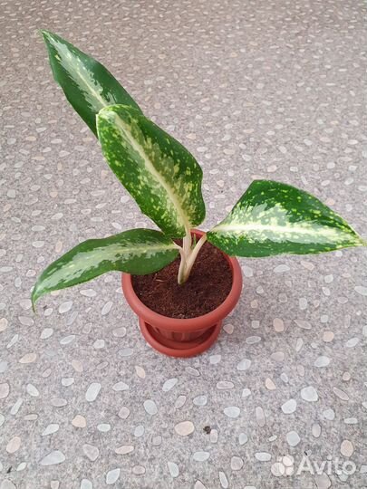 Калатея. Аглаонемы. Фил.Пеперомия