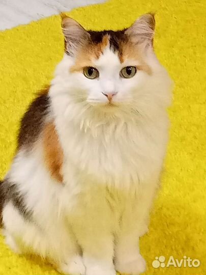 Кошка в дар