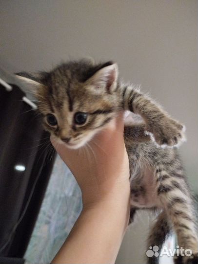 Британская вислоухая кошка
