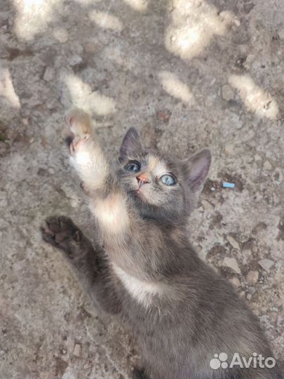 Котята в добрые руки бесплатно