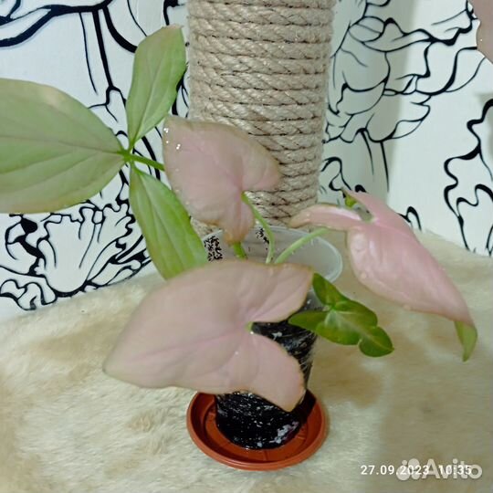 Голд Сатин, Бурле Макс вар и др