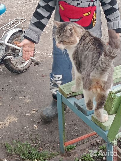 В добрые руки