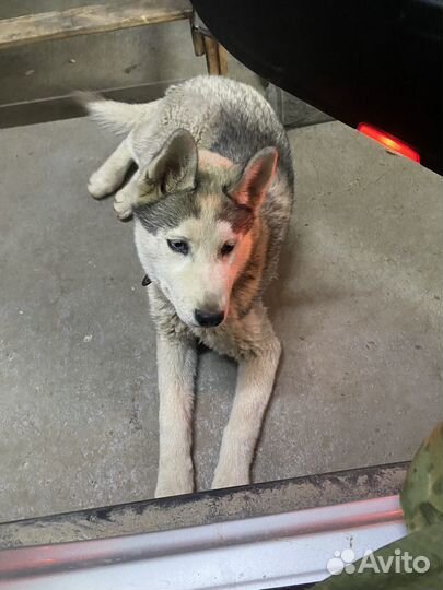 Сибирский хаски