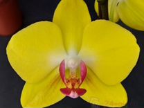 Орхидея фаленопсис Ферла