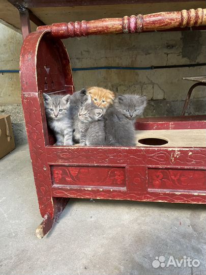 Котята в добрые руки бесплатно