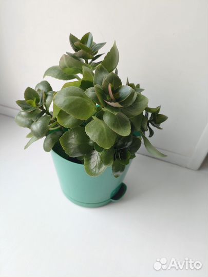 Домашние растения